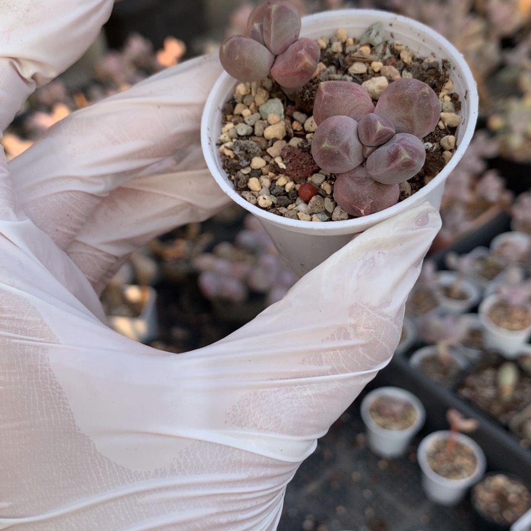 天空美人奶酪多肉天空美人