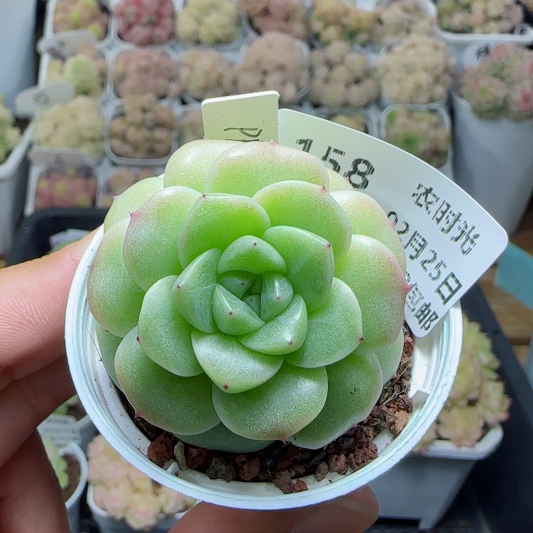 【闪购商品】0225-158（ppt-78）