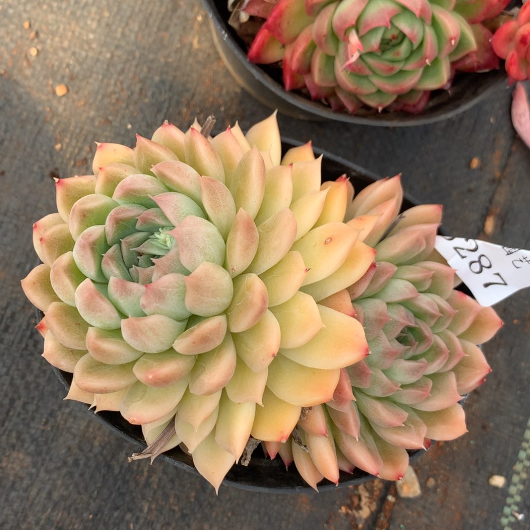 3287杂交精品基地12厘米