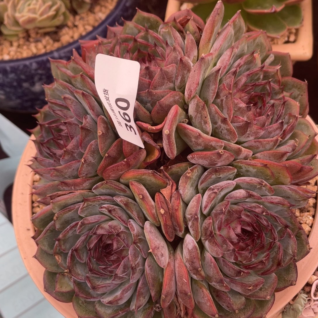 360蓝色妖姬群生多肉植物