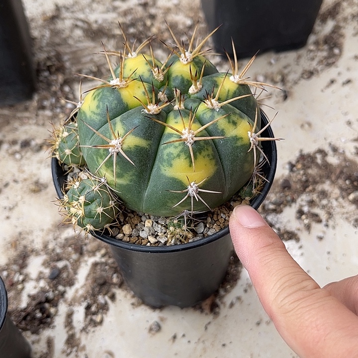 无花朵实生良宽锦仙人球