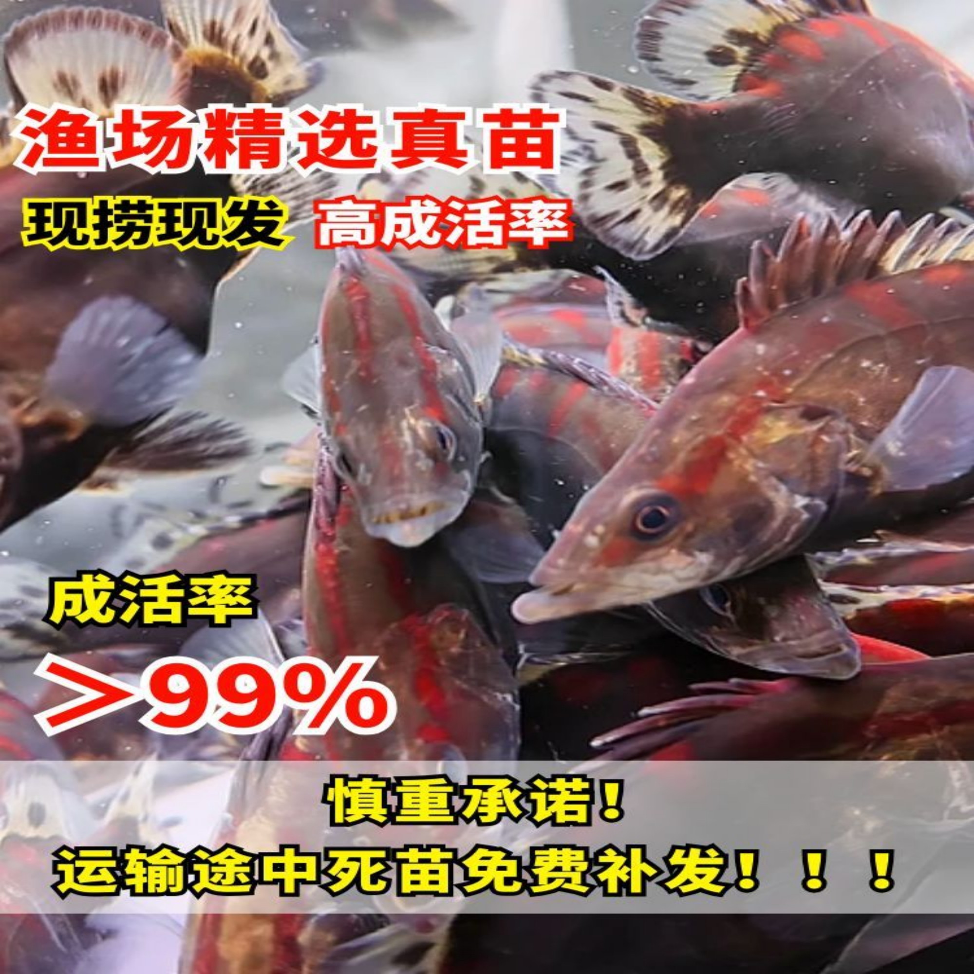 红纹鳜鱼小爆红淡水养殖优质观赏鱼鱼塘精养冷水鱼好养耐寒耐活