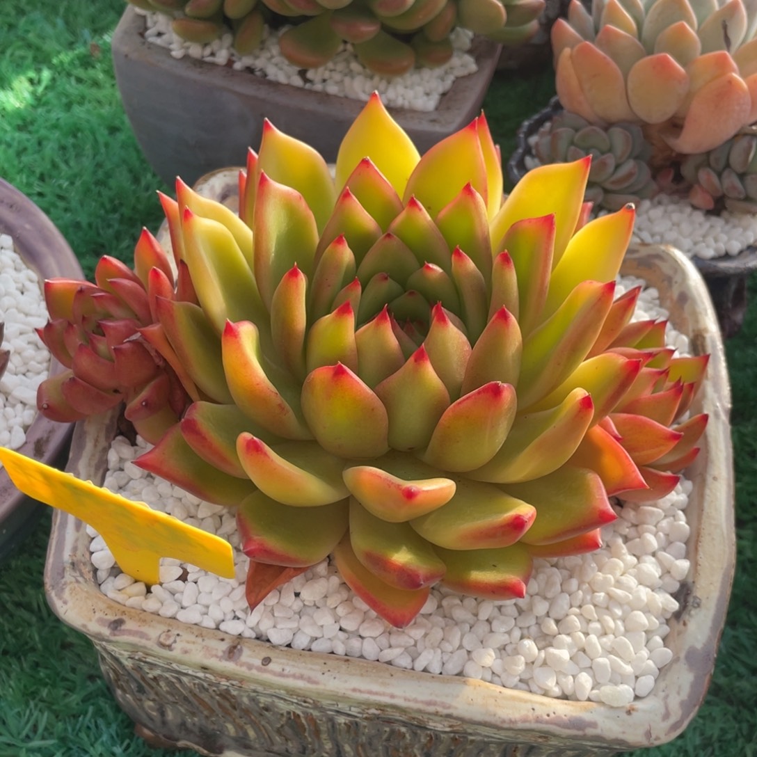 多肉植物盆栽多肉