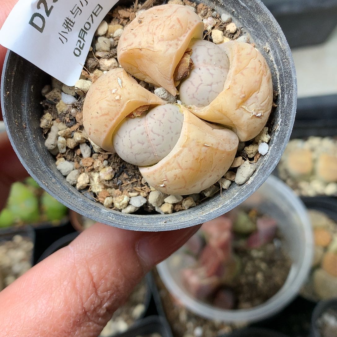 D238多肉植物保护研究所