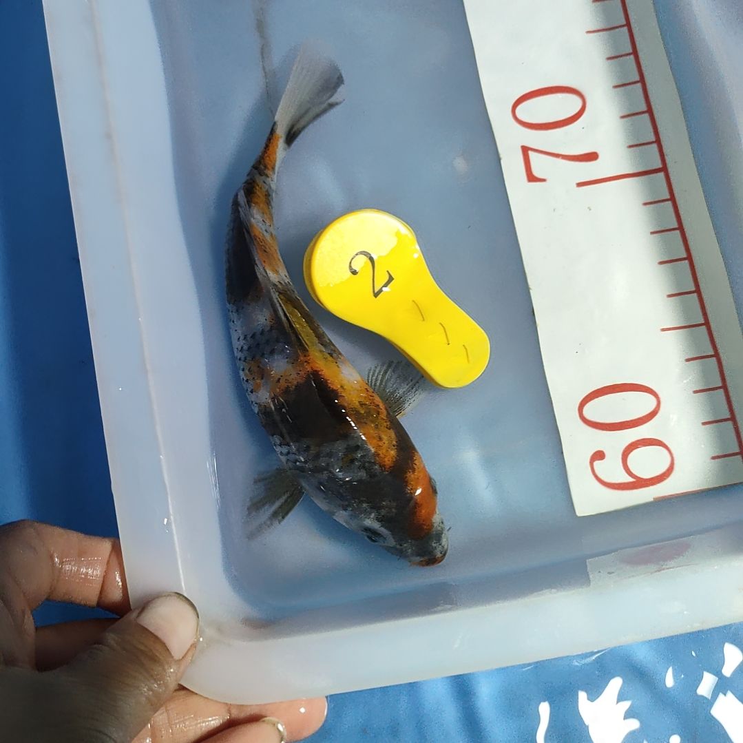 海水鱼红白大正昭和菲血白写