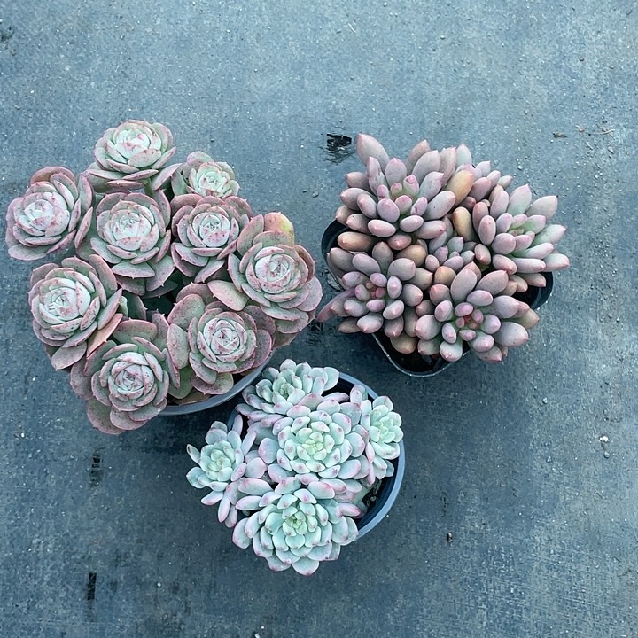 糖***糖克罗地亚宝石美人啦苹果锦