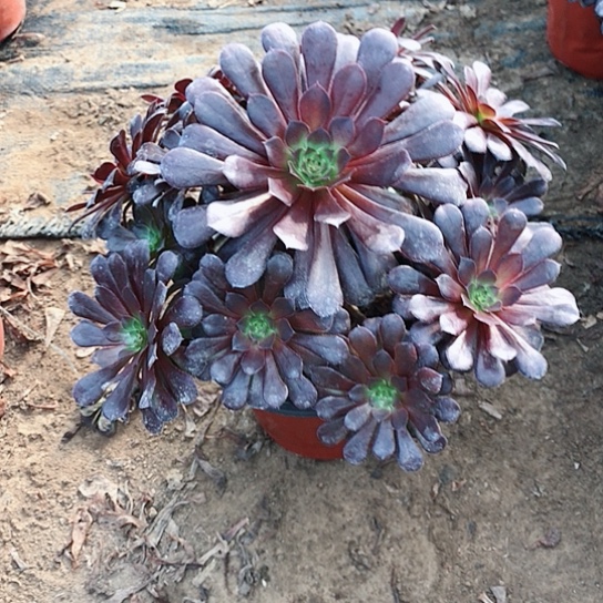 秋***语黑铜法师多肉植物84