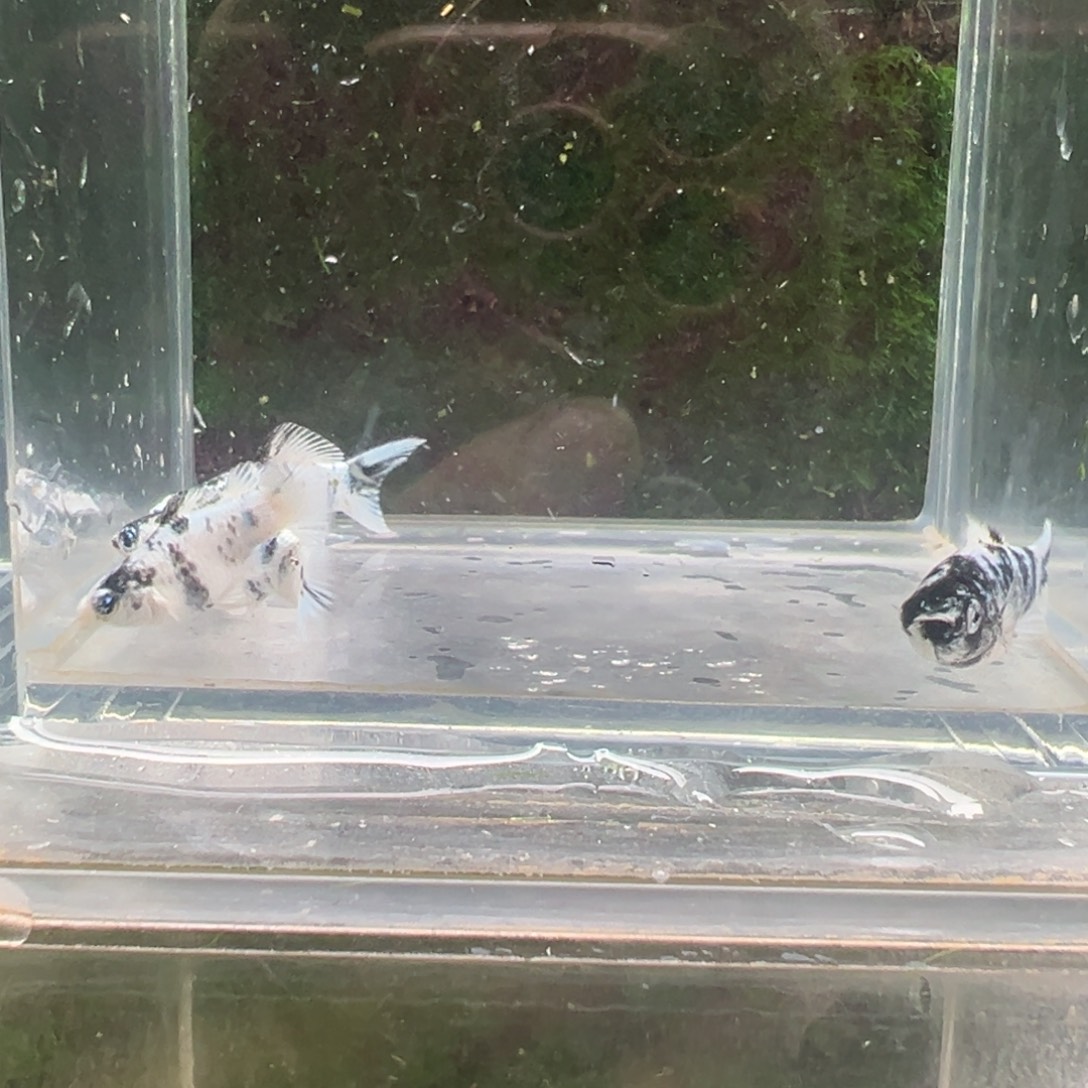 黑玛丽鱼鱼苗4条。  