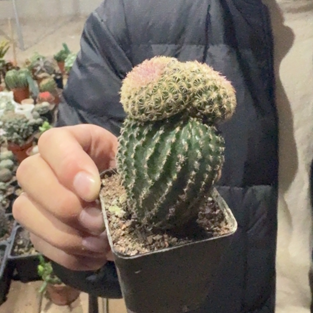 双头米奇造型无刺红太阳