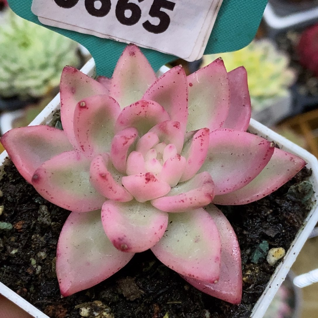 665头盖哈哈哈哈哈哈哈