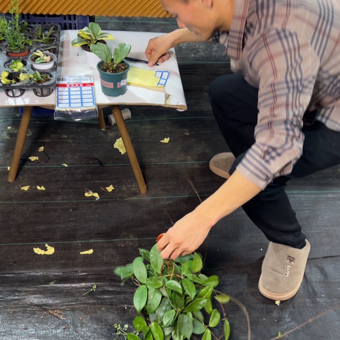 可***乐无花朵卡诺萨绿叶红球兰