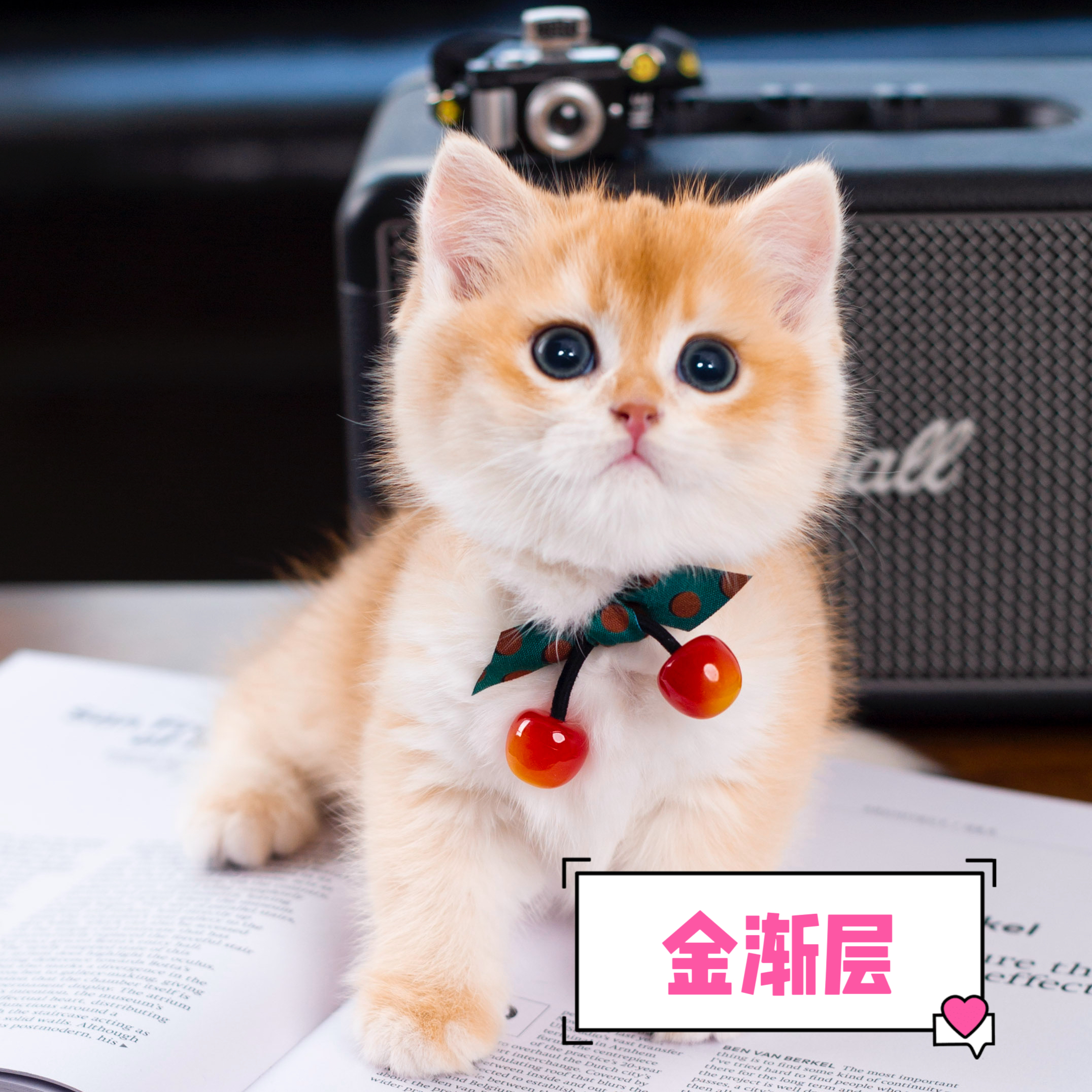 【琪琪-直播间】宠物活体猫布偶猫金渐层银渐层缅因猫矮脚纯种猫