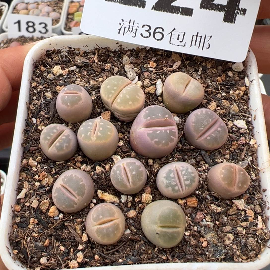 1.16好看的多肉224