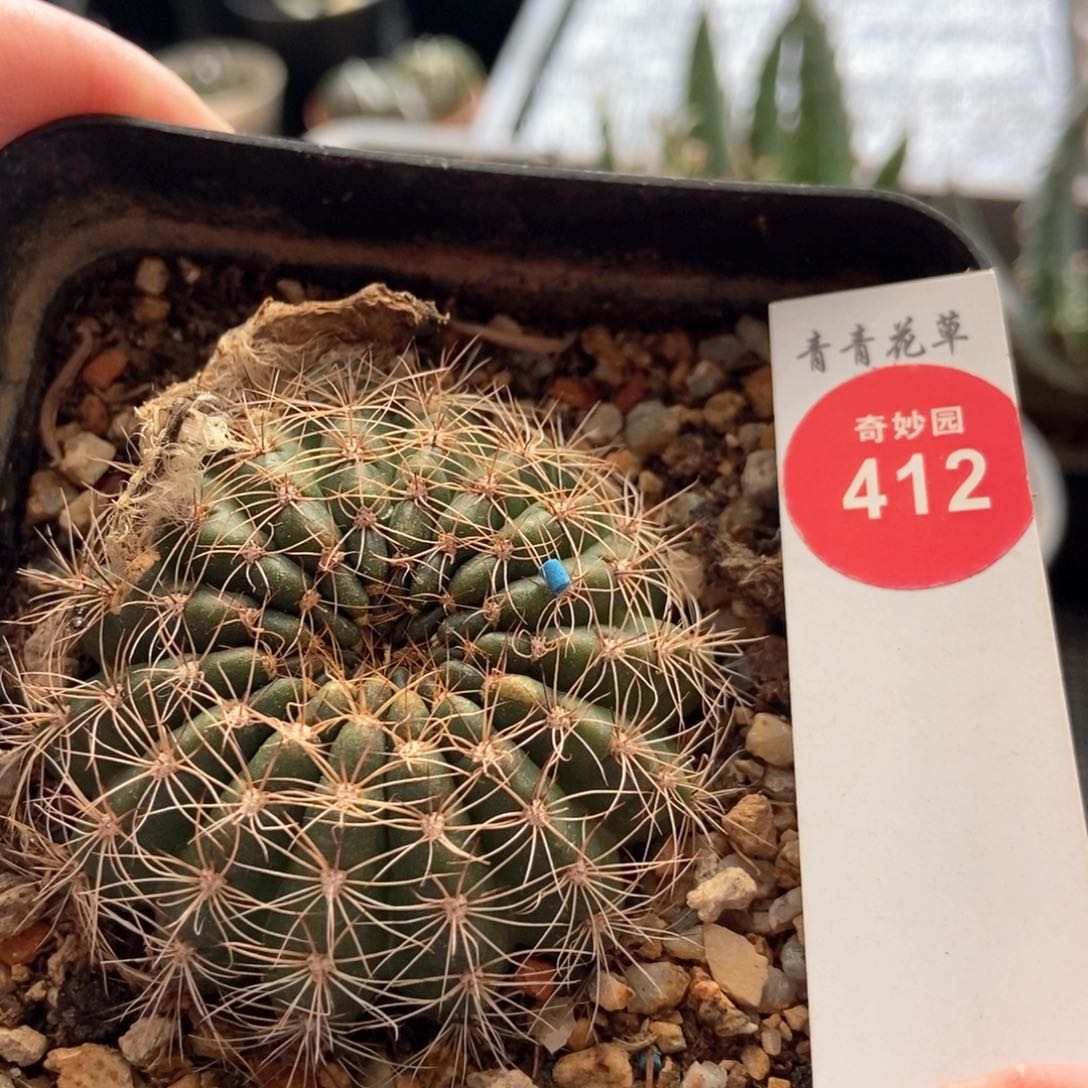 大花丽花丸一颗仙人球有斑