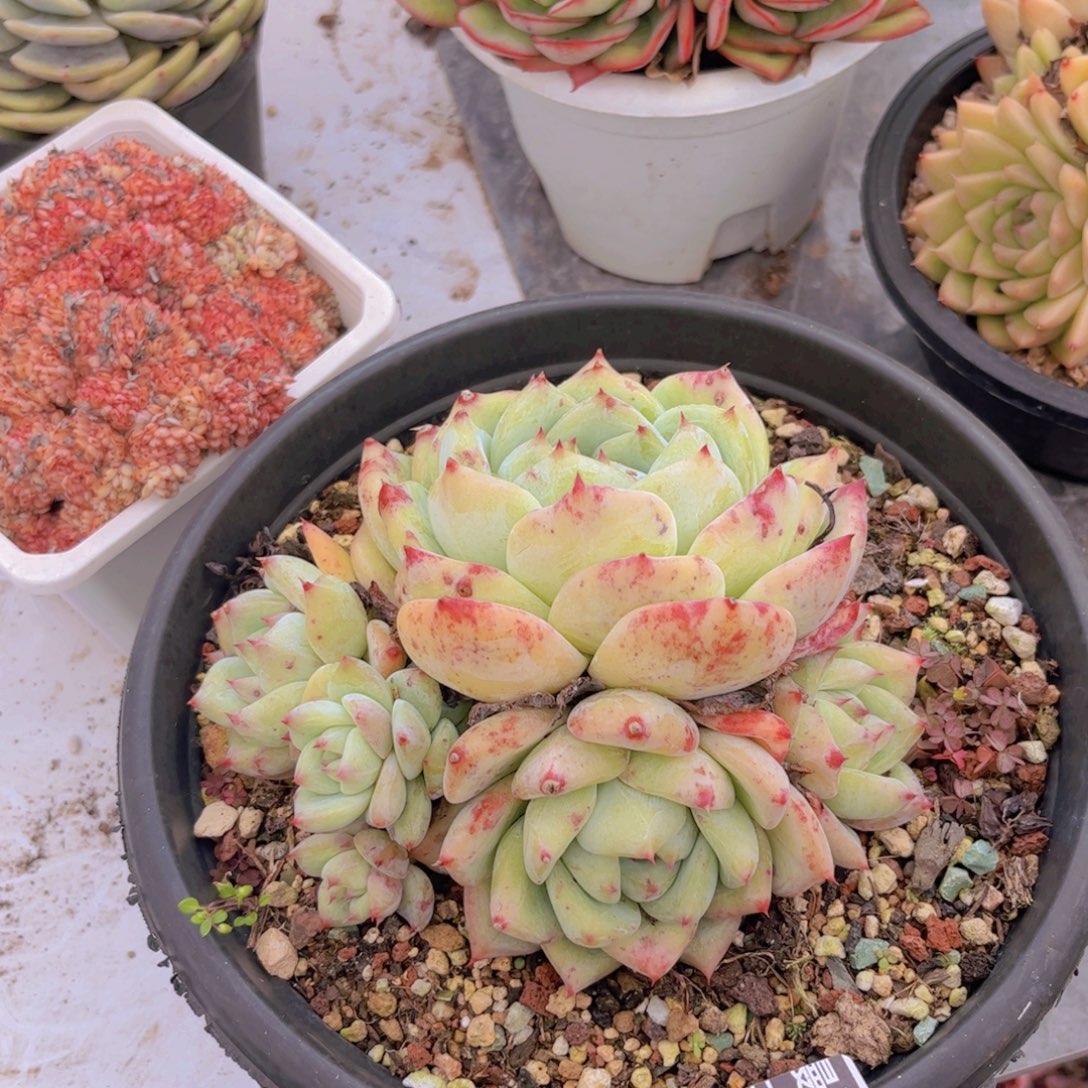 白拉糖多肉植物27107