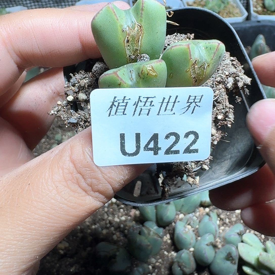 422号d r z w w w f g