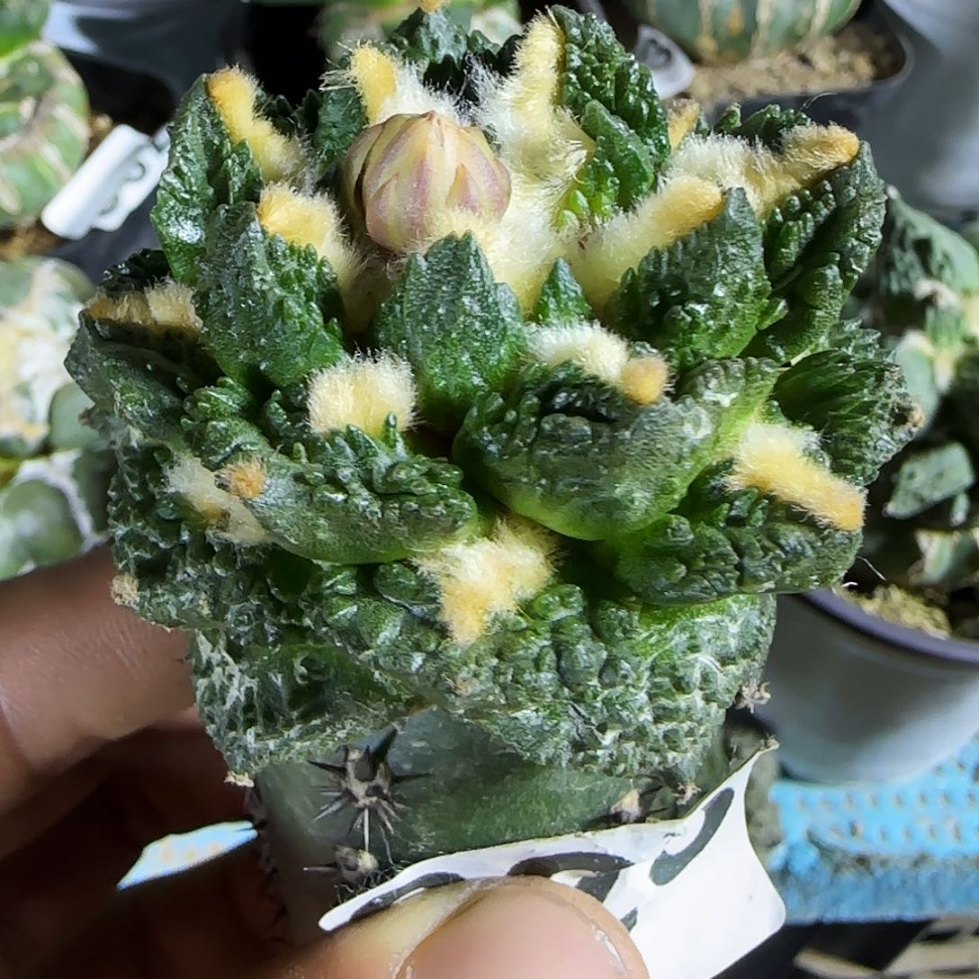 钩尤龟甲823仙人球