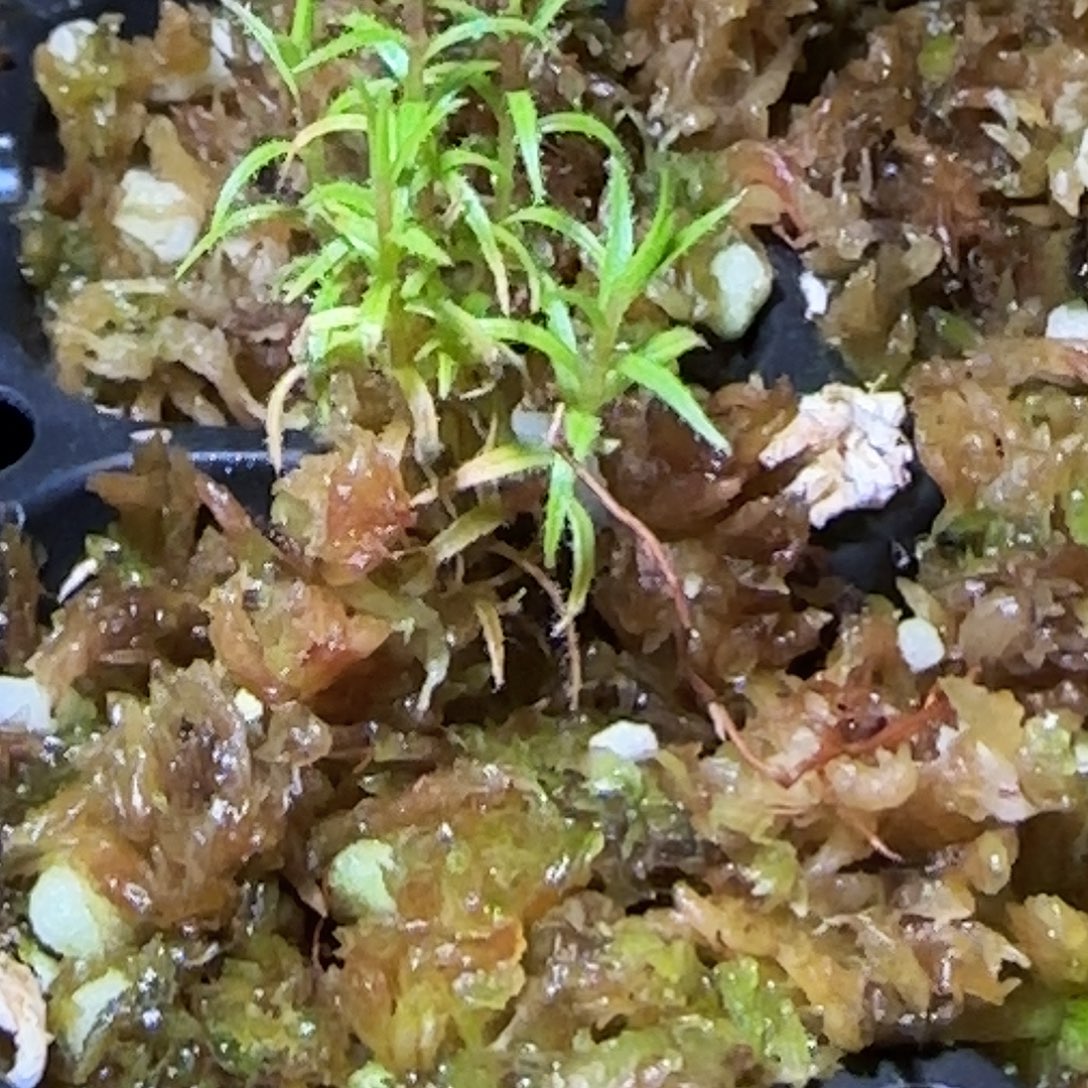 无花朵专拍捕虫树