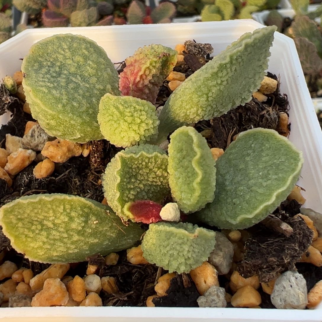 绿皮多头纯木质桩多肉植物