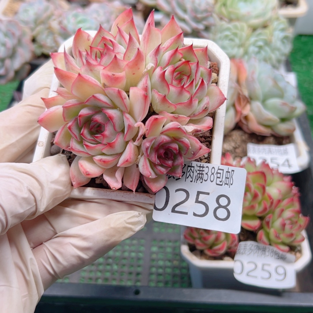 多肉一物一拍植物0258