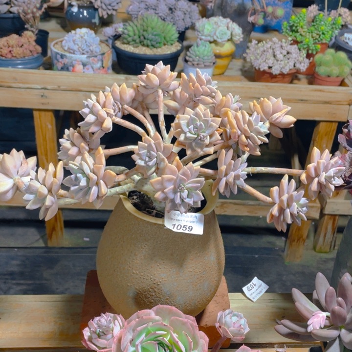 谢谢你的支持0000001059