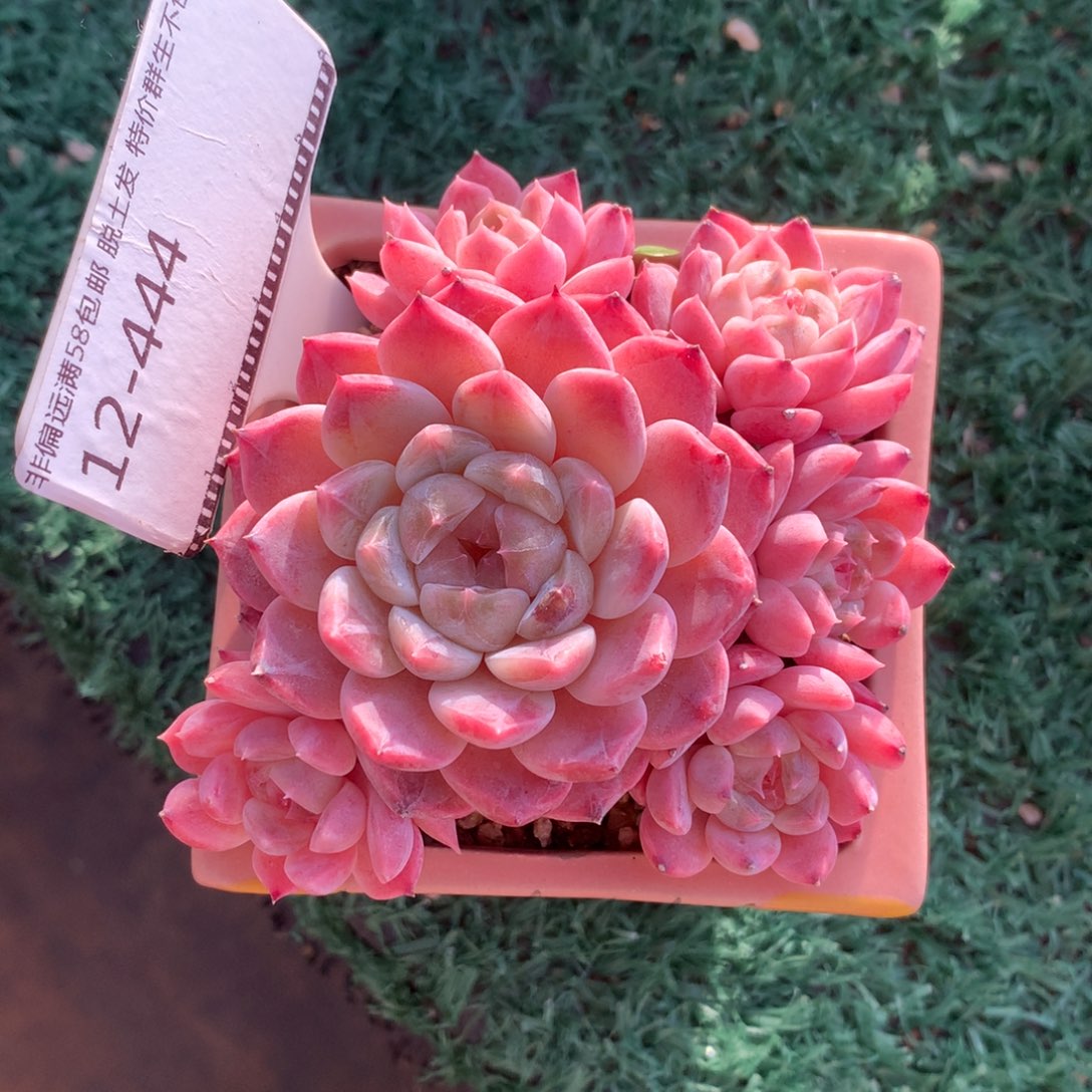 冰魄老桩自然群精品多肉