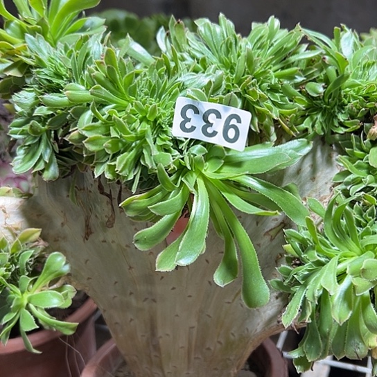 老***钟多肉植物一个原始绿933