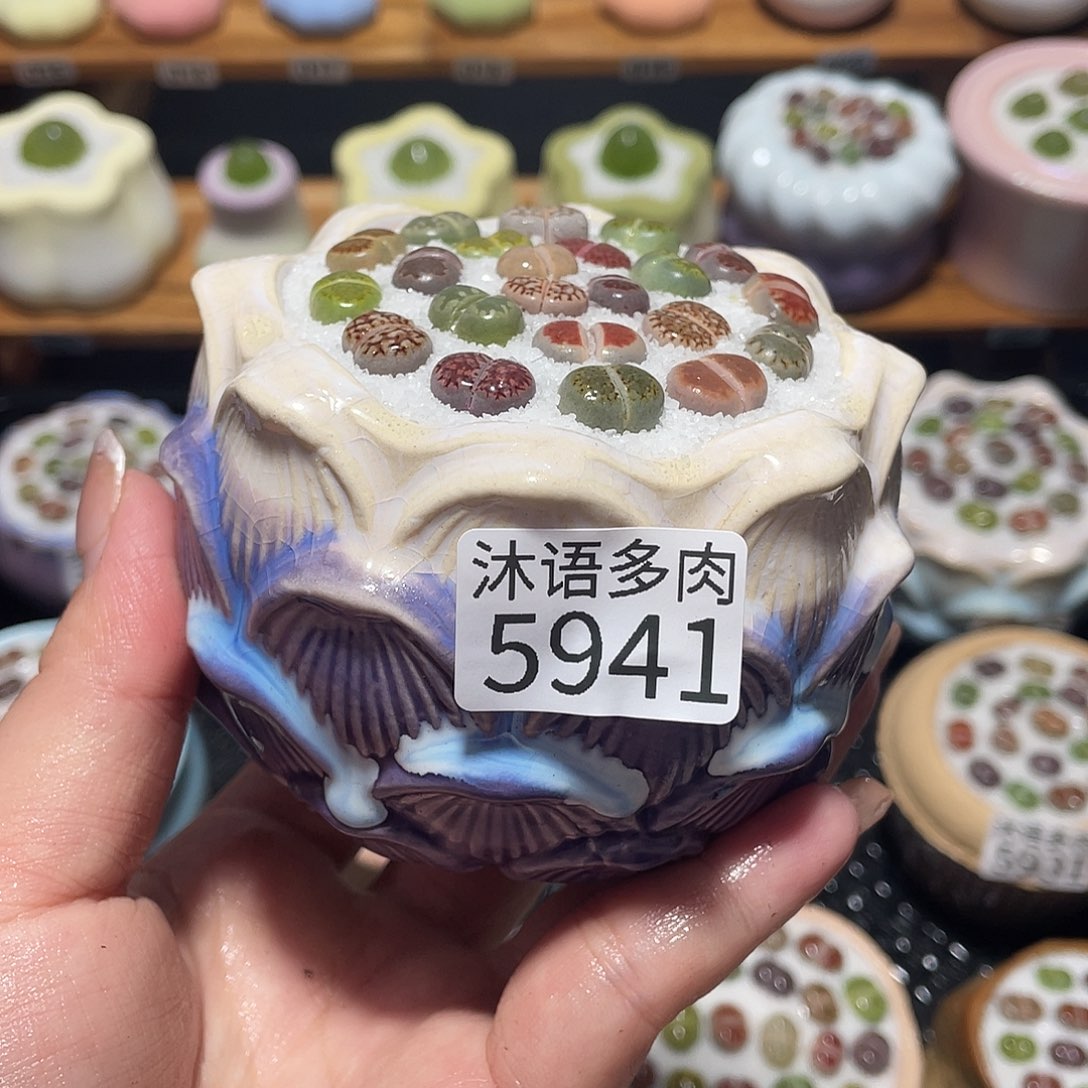 带盆土植物 一物一拍5941