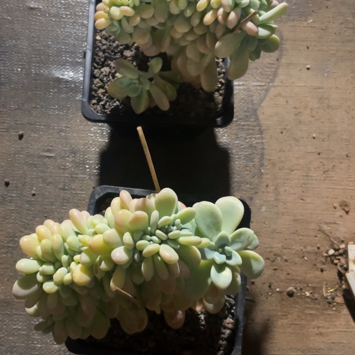 M***a樱花洛神缀化，2颗