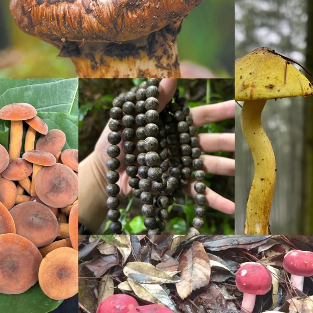 【土特产菇146】净含量75g