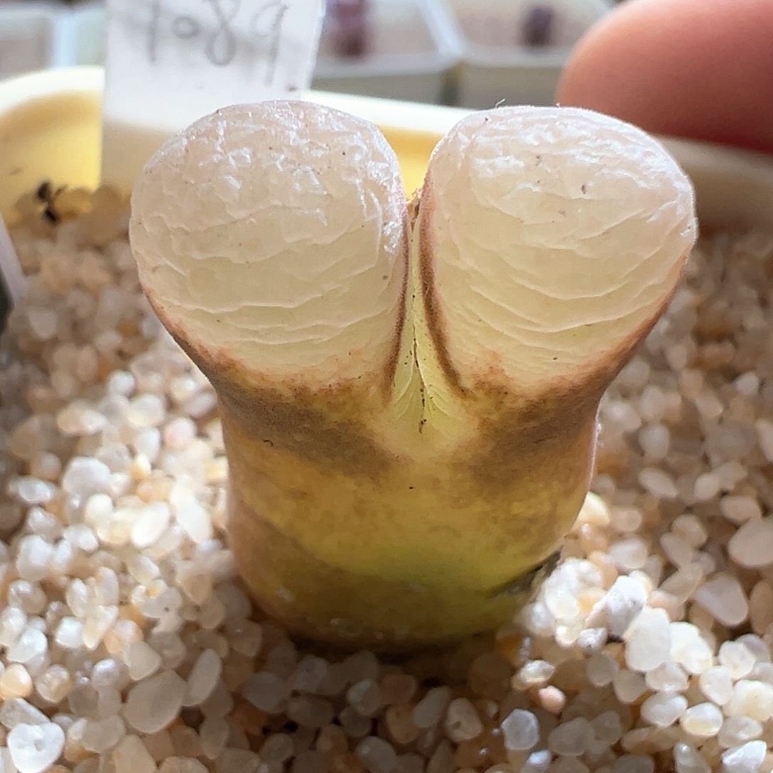 369优选1089鲑鱼粉两年半内双