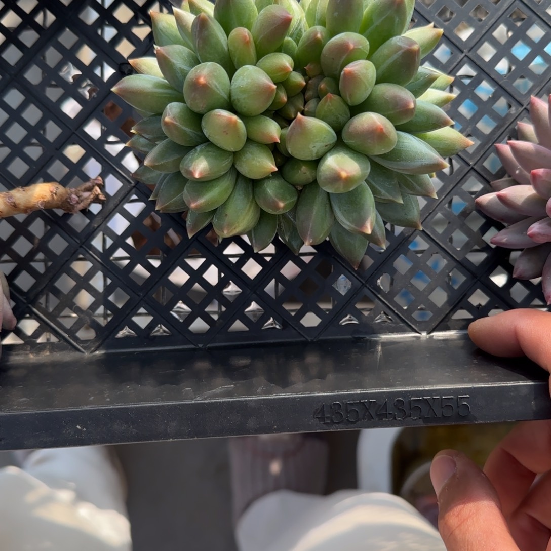 知***风多肉植物重楼美人