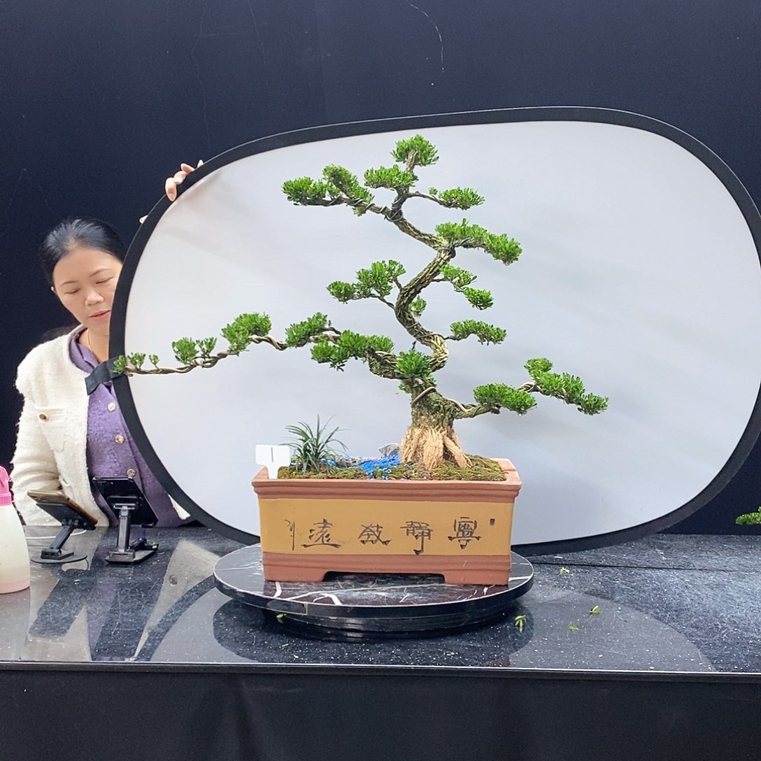 无花朵黄杨盆景艺术