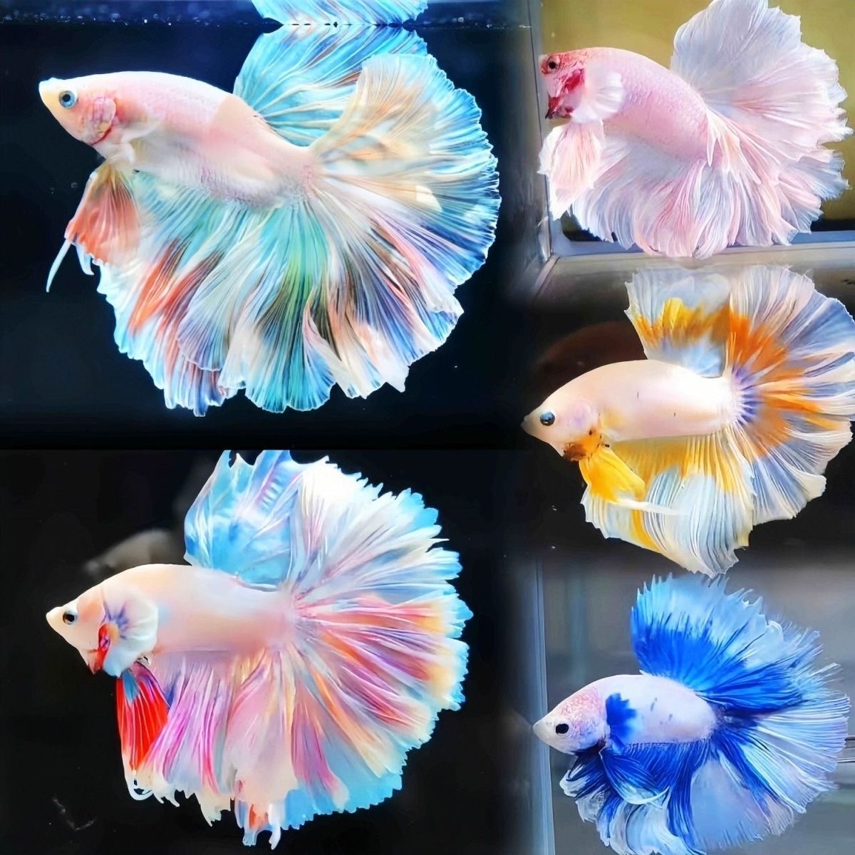 《289-312》好养易活泰国斗鱼淡水活体热带观赏鱼耐活（直播间选鱼）