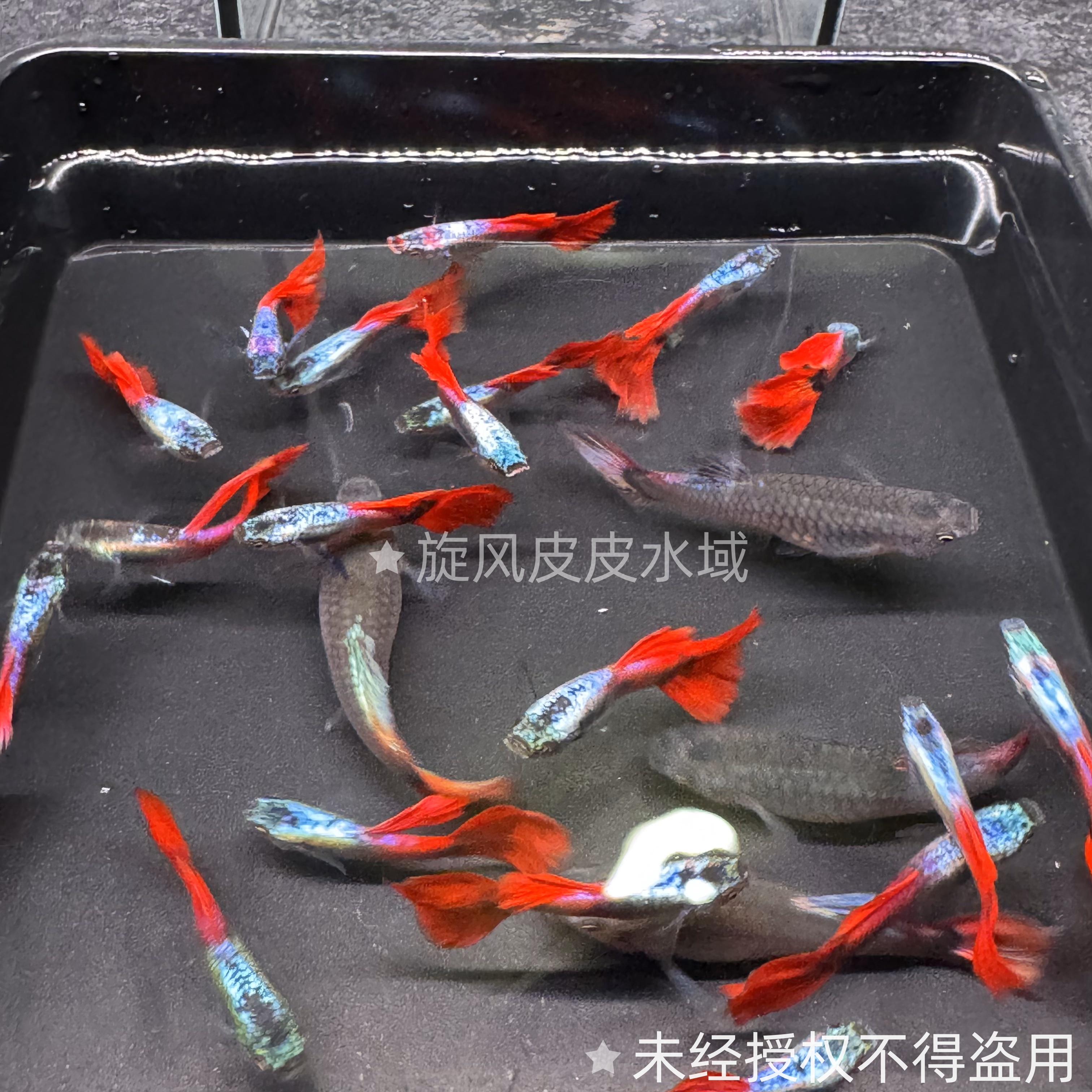 白金红尾孔雀鱼孕母待产大尾巴 大鱼4-5个月种鱼级别 小鱼2-3个月