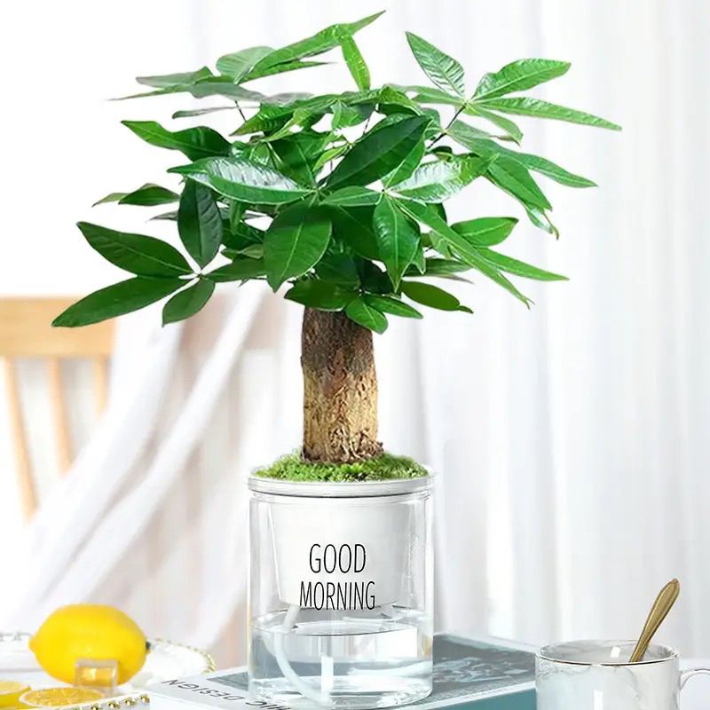 发财树盆栽室内植物客厅吸甲醛好养小盆景四季常青可水培花卉绿植