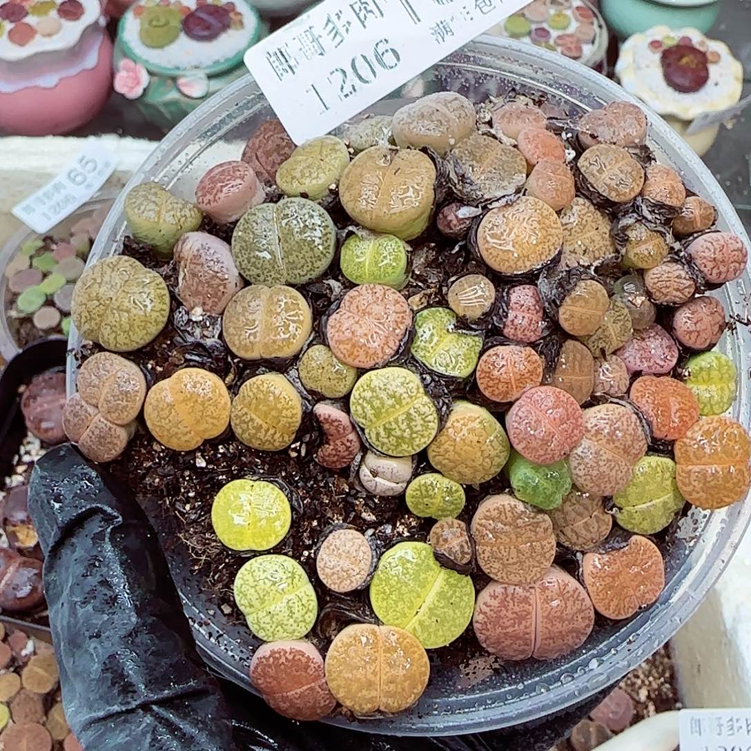 生石花满18包邮1206-104