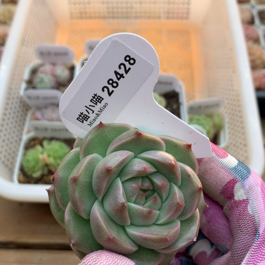 多肉植物麦秆珍妮