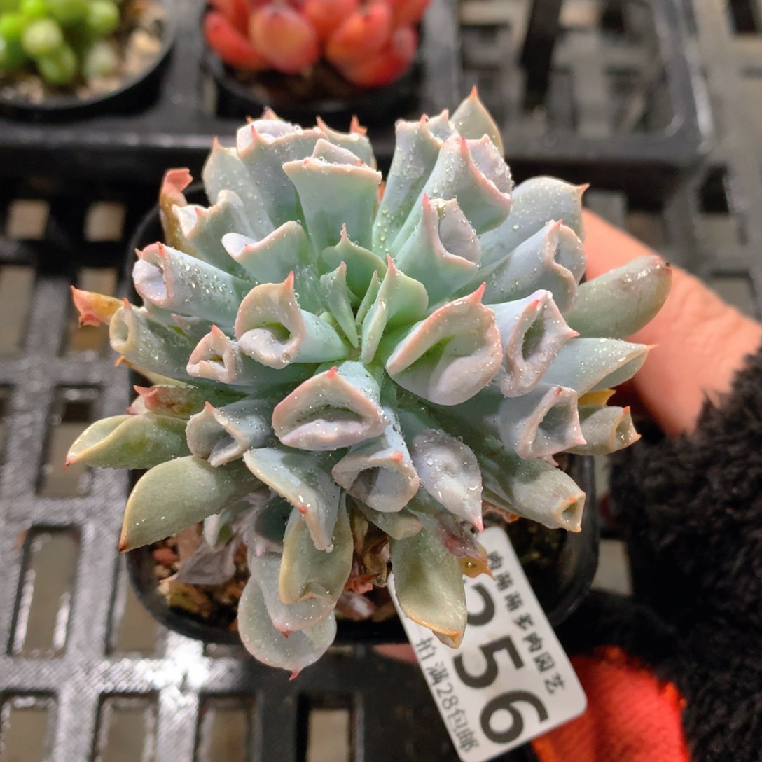 肉萌萌拇指盆精控多肉ZH256