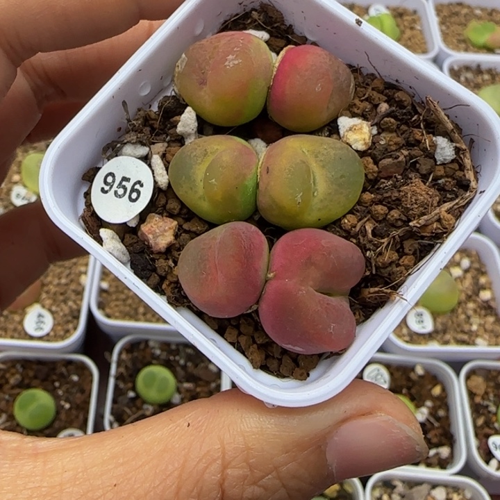 双头3颗多肉植物956