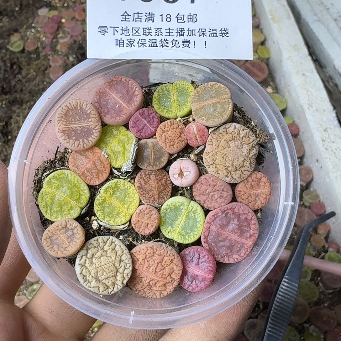 1637 哈哈哈哈哈哈哈哈哈