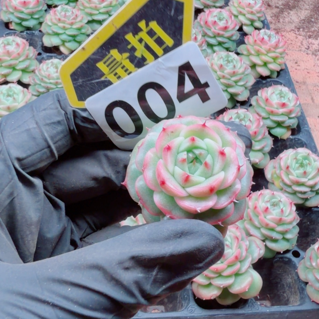 多肉植物多肉植物