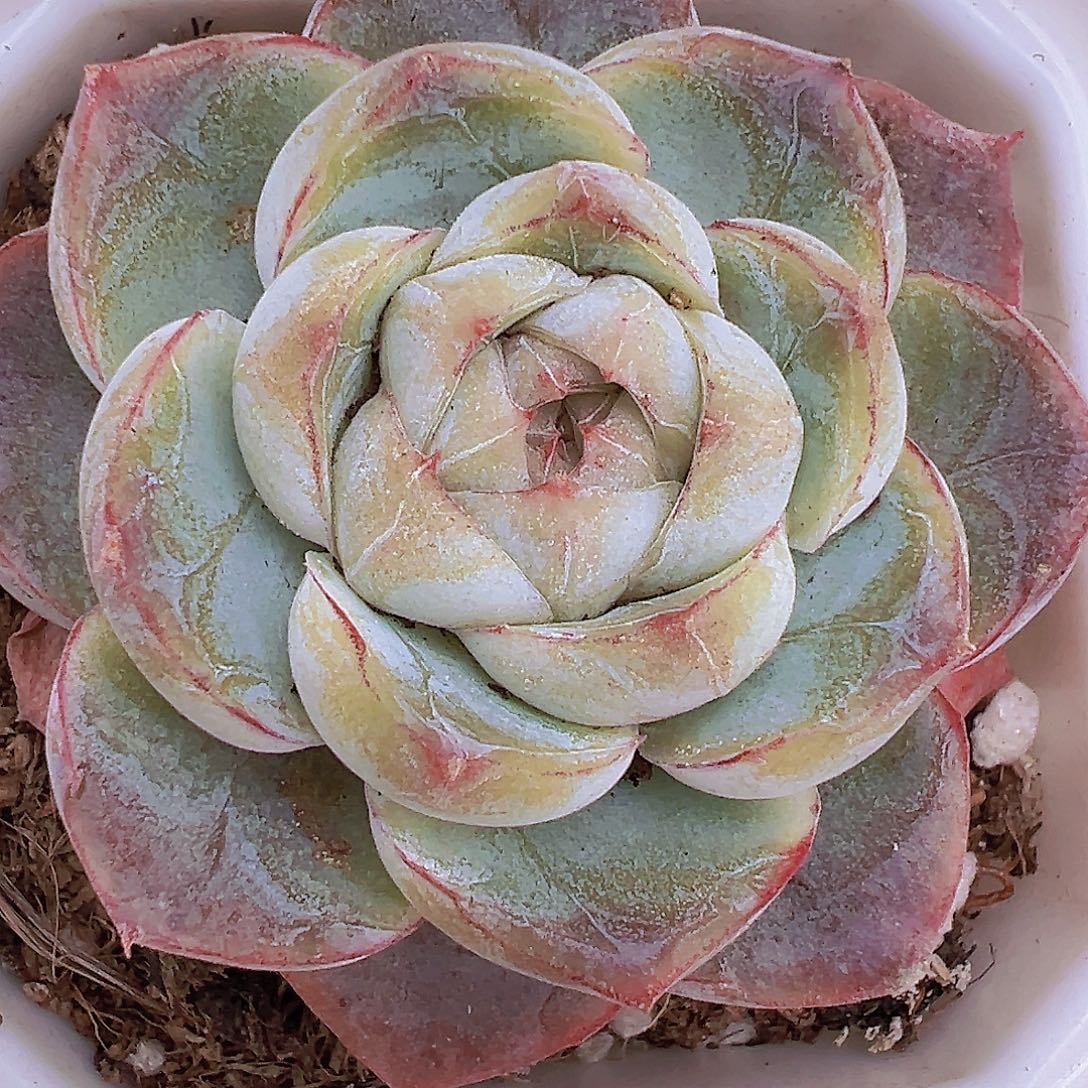 单头胖虎19包邮多肉