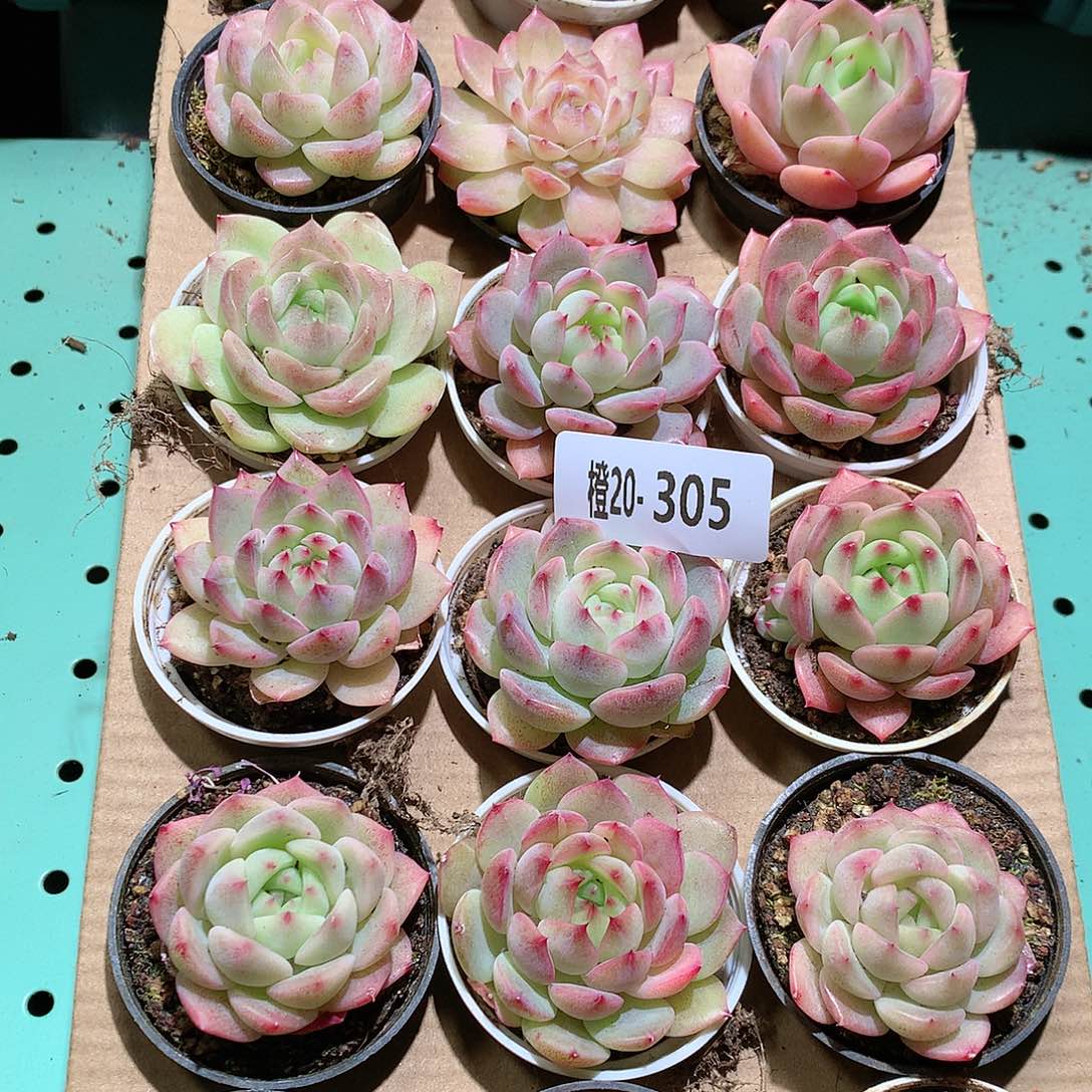 20-305一物一拍带盆18颗