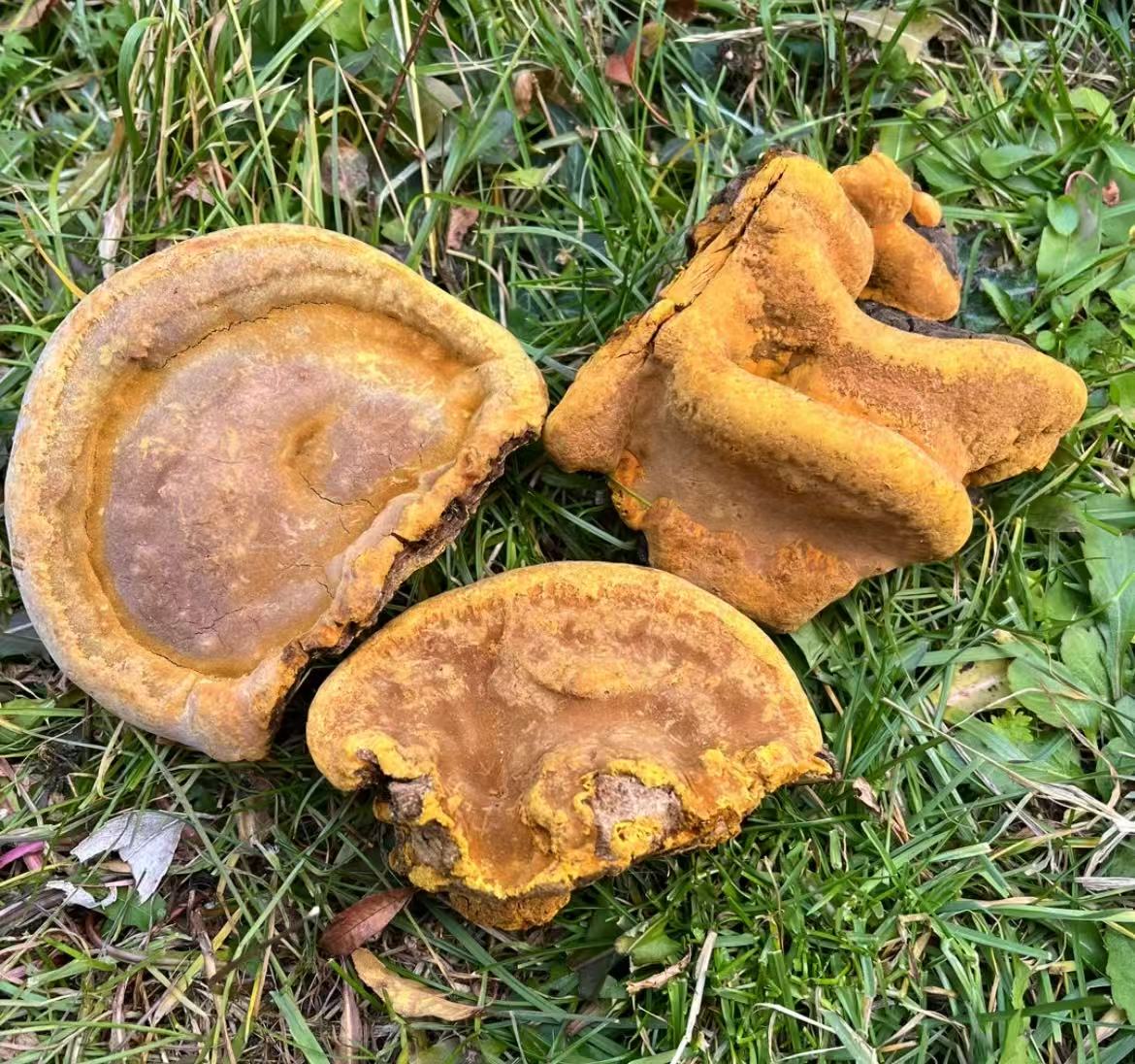 ［西藏收货1］西藏野生桑树桑黄黄灵芝 一物一拍