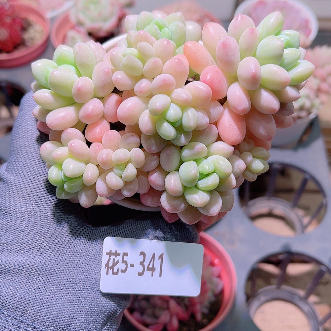 花05-341洛可可群