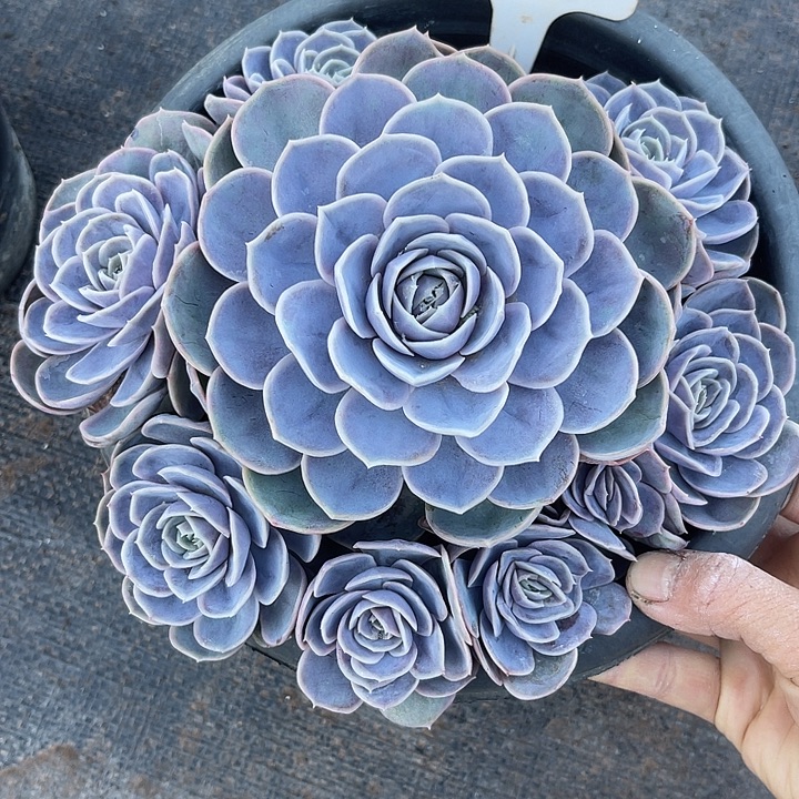 两单包邮，一物一拍606蓝色惊喜