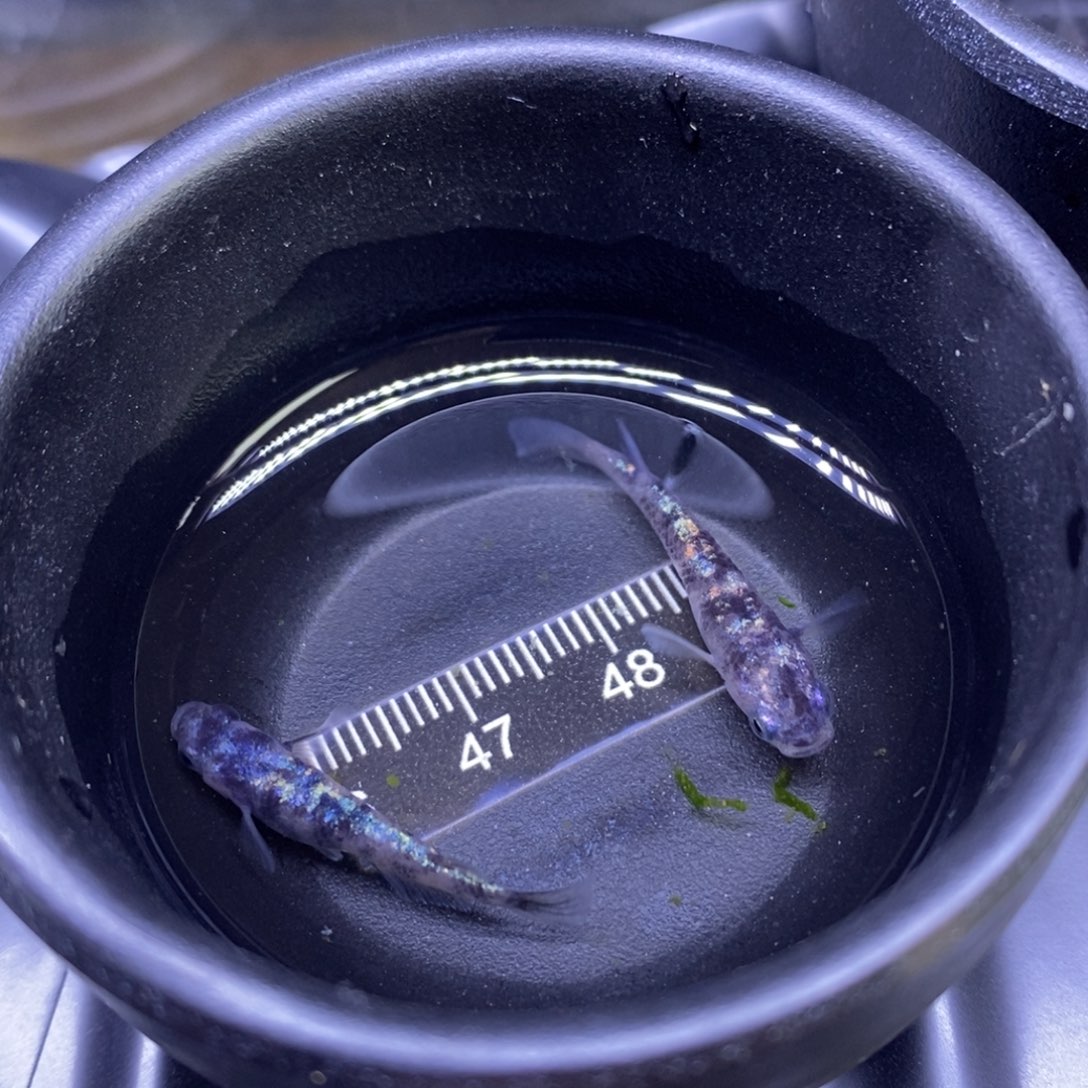 青鳉鱼和墨星光5号