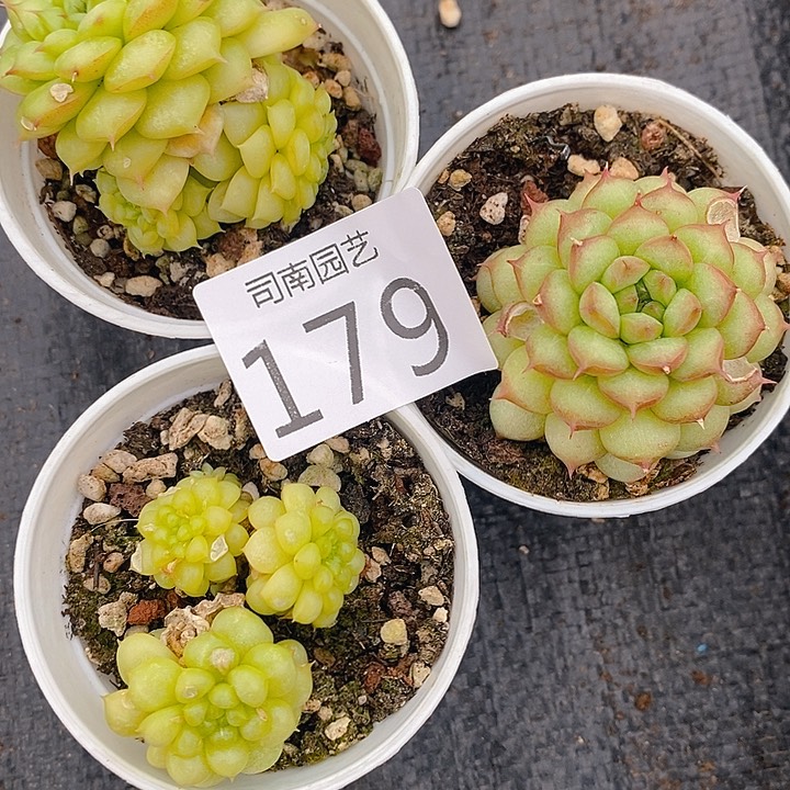 179 多肉植物盆栽花卉植物