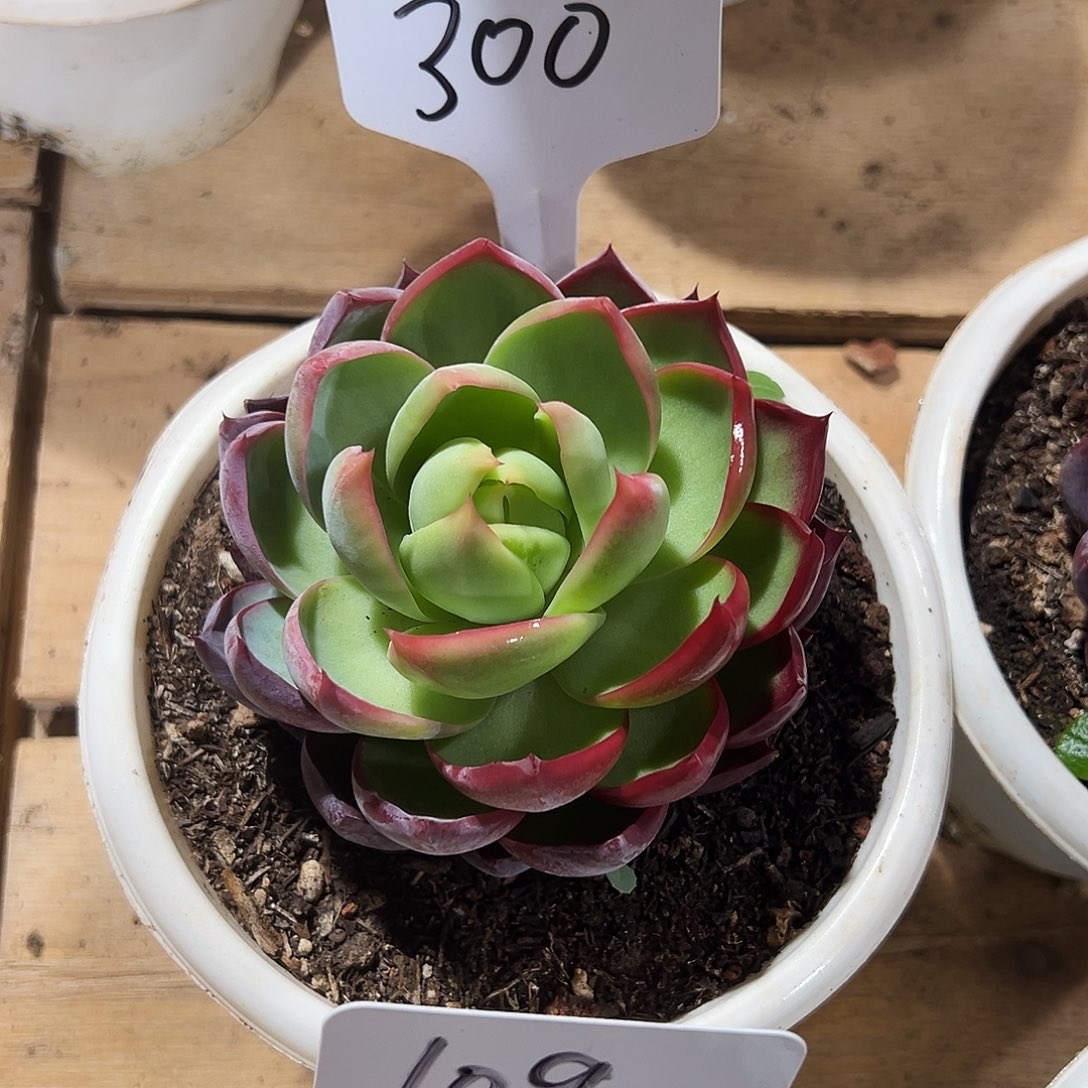 花***朵惊鸿仙子一物一拍300号
